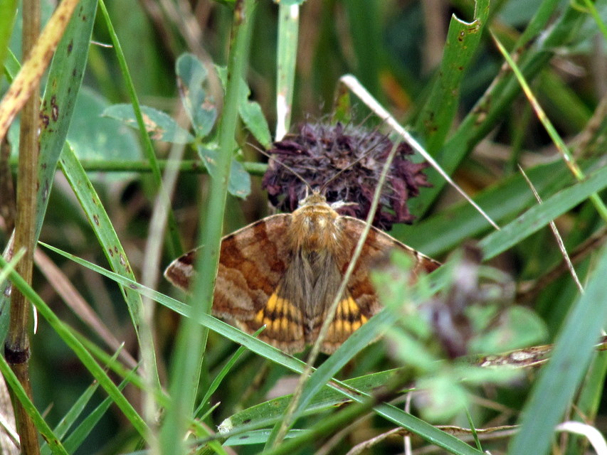 Euclidia glyphica - közönséges nappalibagoly