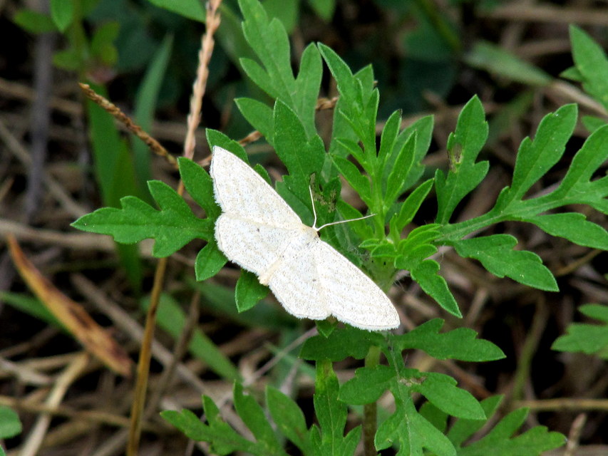 Scopula virgulata - vesszős sávosaraszoló