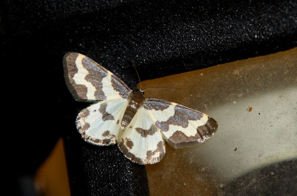Lomaspilis marginata - szegélyes nyárfaaraszoló