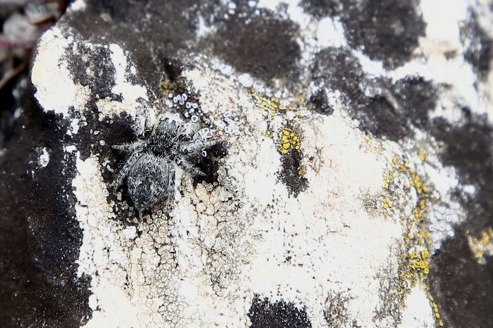 Philaeus chrysops - piros ugrópók