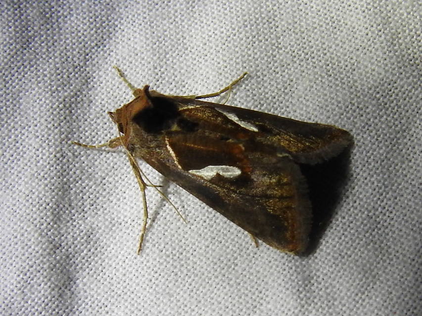 Macdunnoughia confusa - cseppfoltos ezüstbagoly