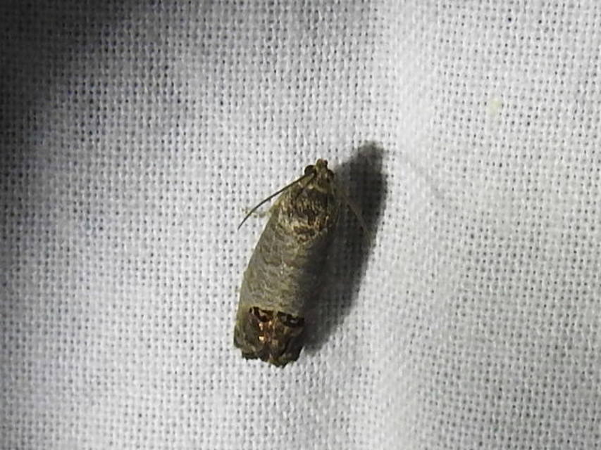 Cydia pomonella - almamoly