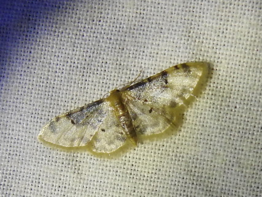 Idaea filicata - sötéttövű apróaraszoló