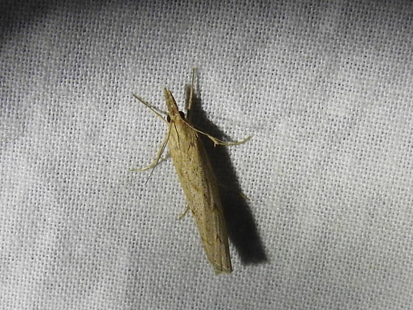 Pediasia contaminella - mocskos fűgyökérmoly
