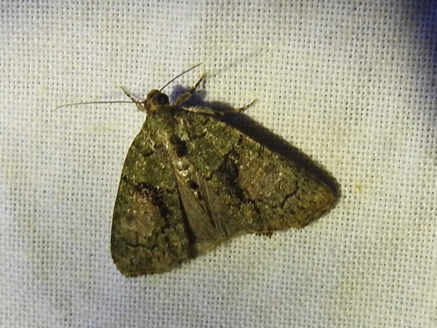Cryphia algae - sárgászöld zuzmóbagoly