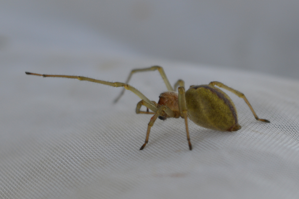Cheiracanthium