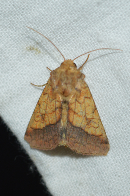 Pyrrhia umbra - iglicebagoly