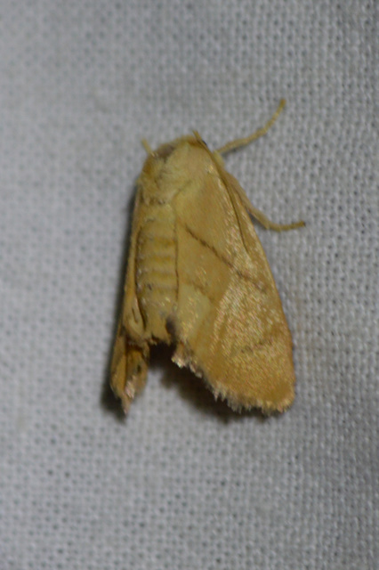 Apoda limacodes - kagylólepke