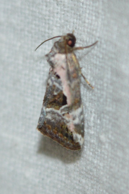Hapalotis venustula - rózsaszínű mázasbagoly