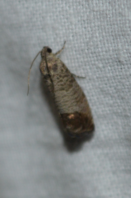 Cydia pomonella - almamoly