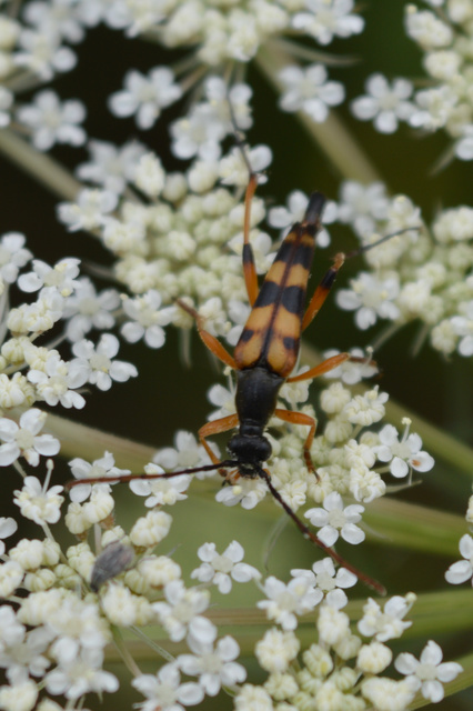 Strangalia attenuata - nyurgacincér