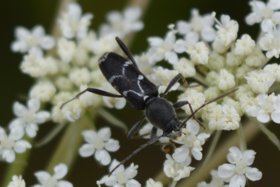 Chlorophorus sartor - feketevállú darázscincér