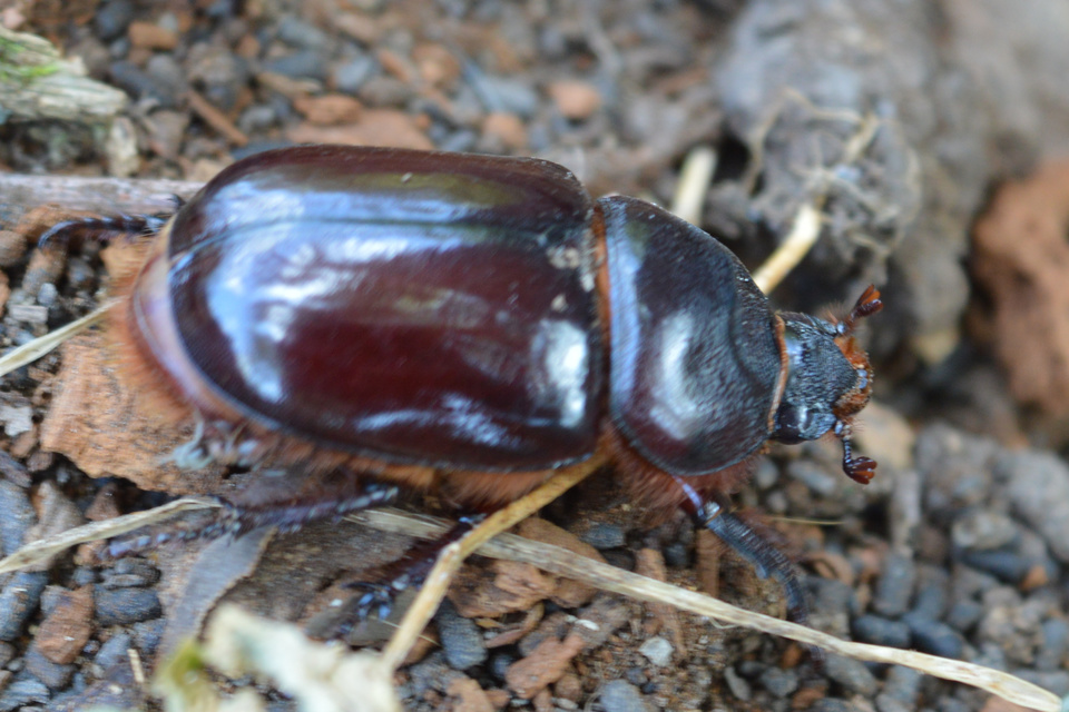 Oryctes nasicornis - orrszarvú bogár