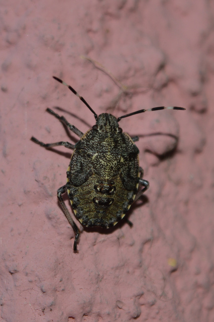 Rhaphigaster nebulosa - bencepoloska