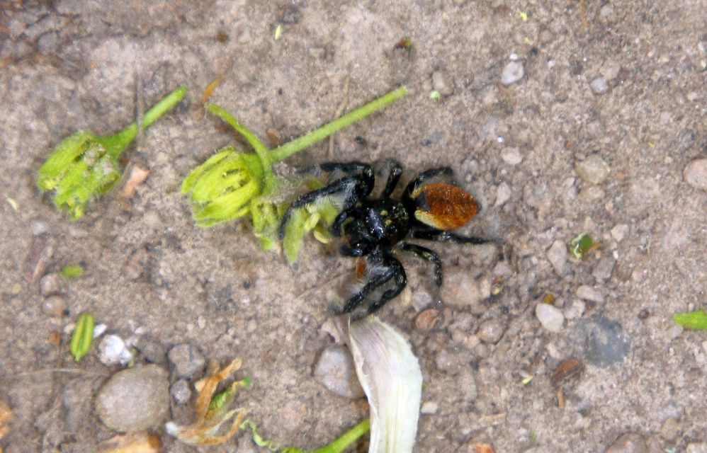 Carrhotus xanthogramma - rozsdás ugrópók