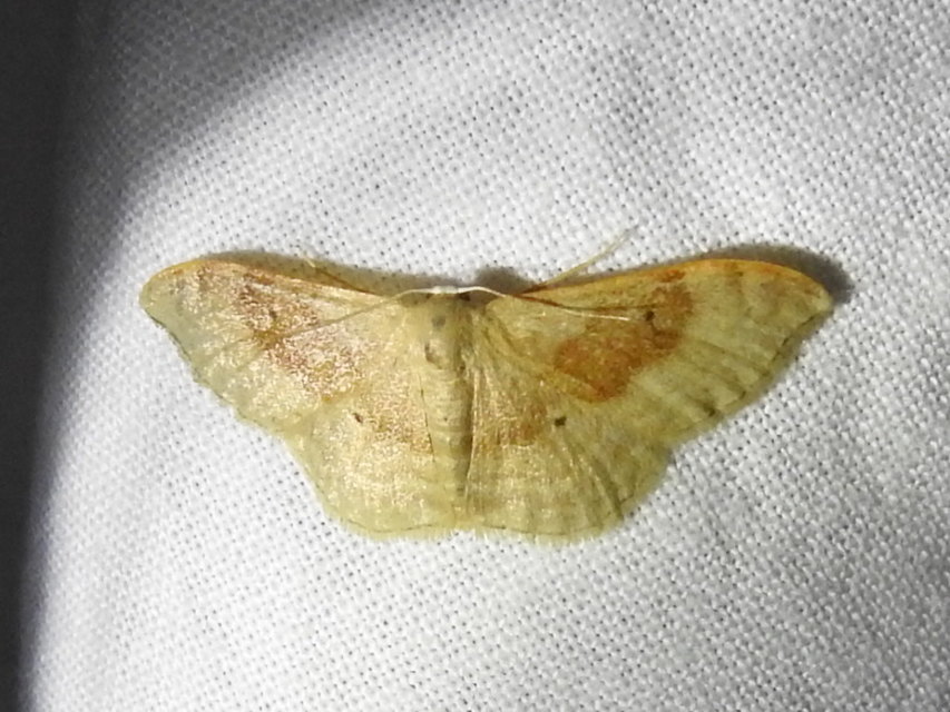 Idaea degeneraria - barnasávos araszoló