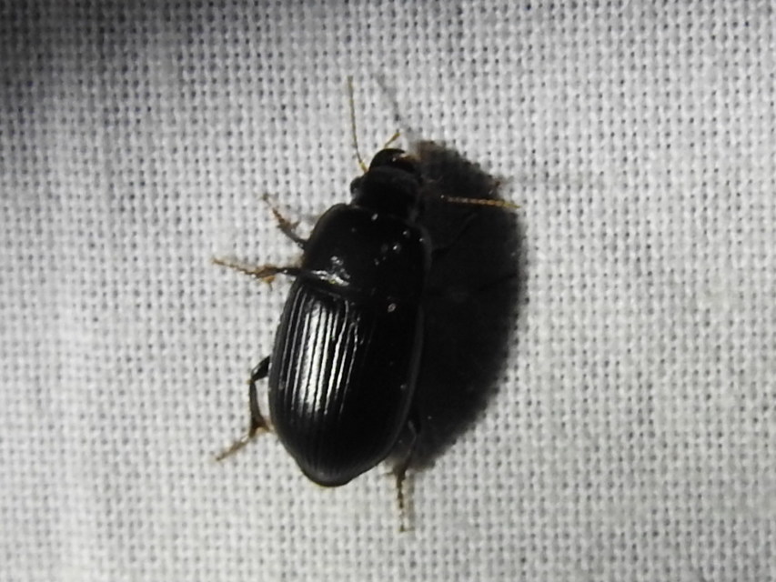 Harpalus froelichii - tömzsi lomhafutó