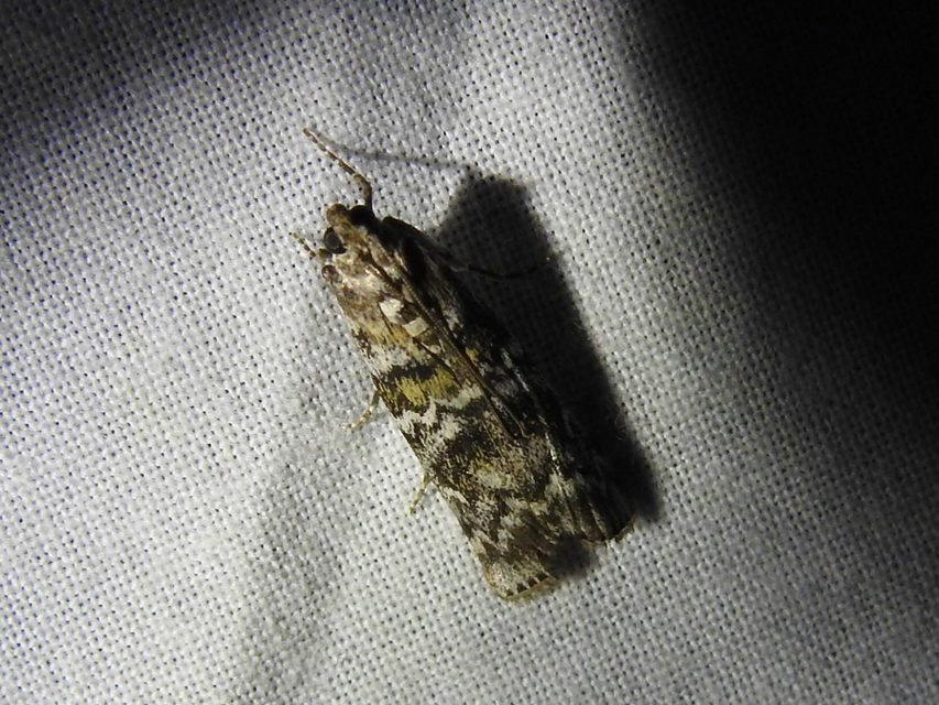 Dioryctria