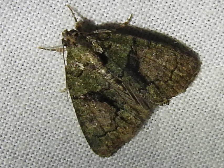 Cryphia algae - sárgászöld zuzmóbagoly