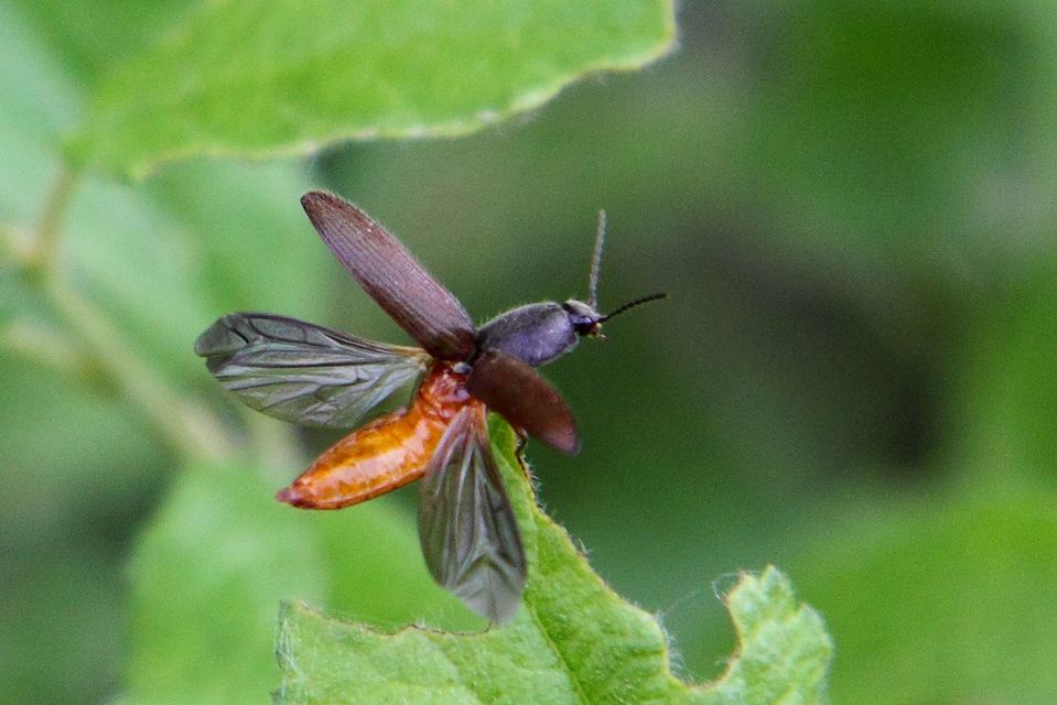 Athous haemorrhoidalis - szurkos pattanó Athous haemorrhoidalis - szurkos pattanó