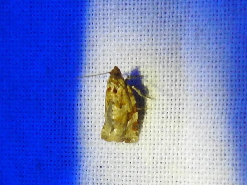 Argyrotaenia ljungiana - ékes sodrómoly