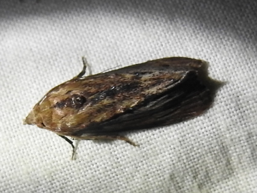 Galleria mellonella - nagy viaszmoly