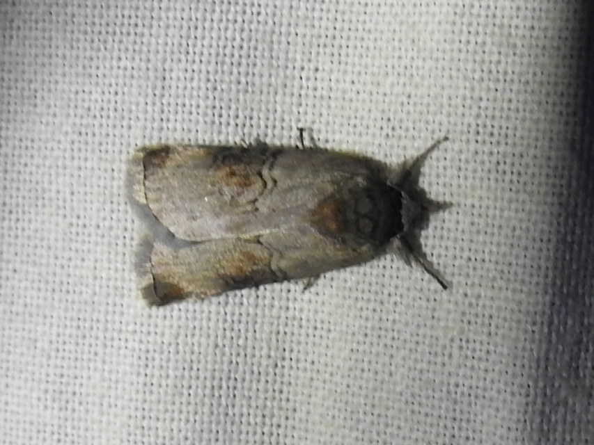 Nycteola asiatica - nyárfa-trapézbagoly