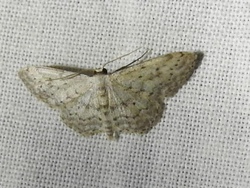 Idaea seriata - szürke apróaraszoló
