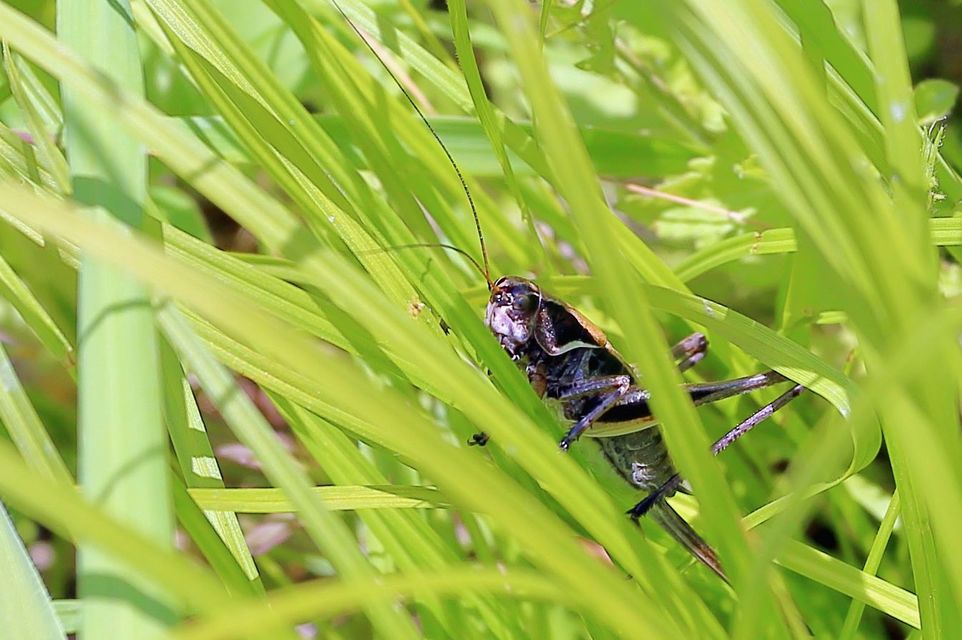 Pholidoptera transsylvanica - erdélyi avarszöcske