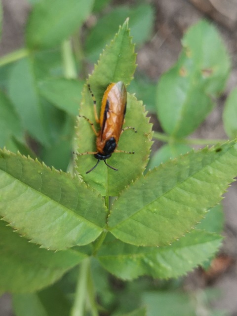Argidae - botcsápú levéldarazsak