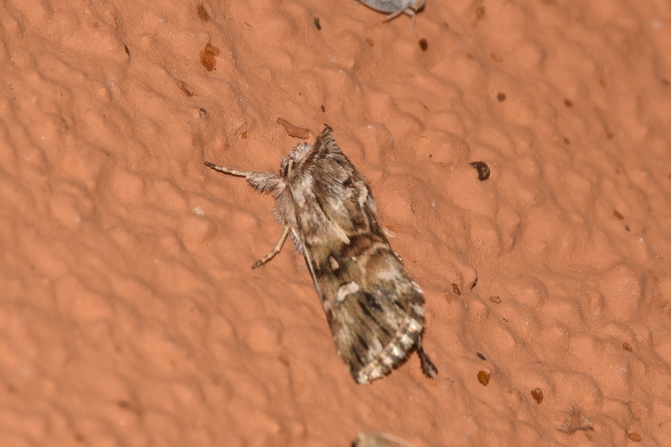 Calophasia lunula - gyújtoványfű-apróbagoly