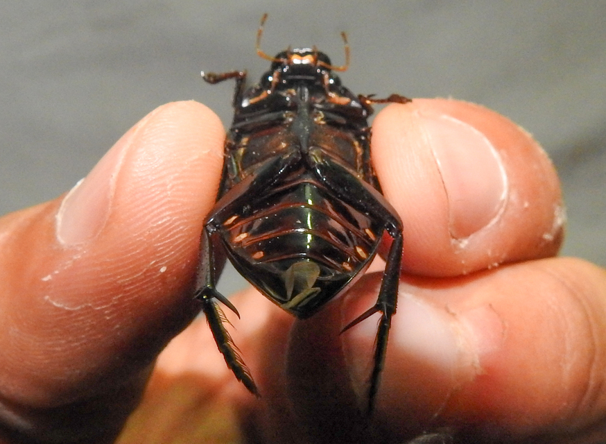 Hydrophilus aterrimus - fekete óriáscsibor