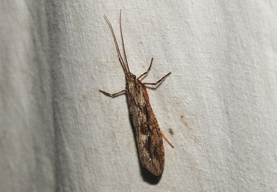 Phryganea grandis