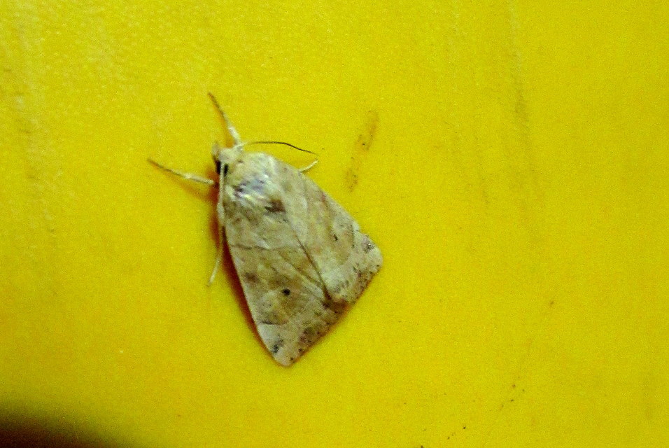 Cosmia trapezina - közönséges lombbagoly