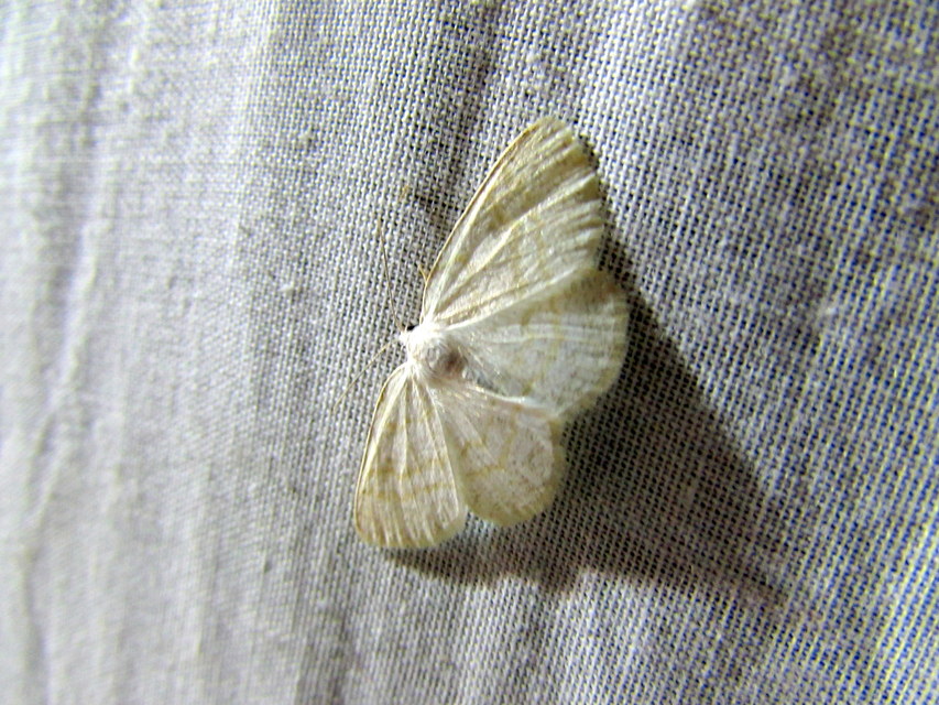 Cabera exanthemata - pettyes égeraraszoló