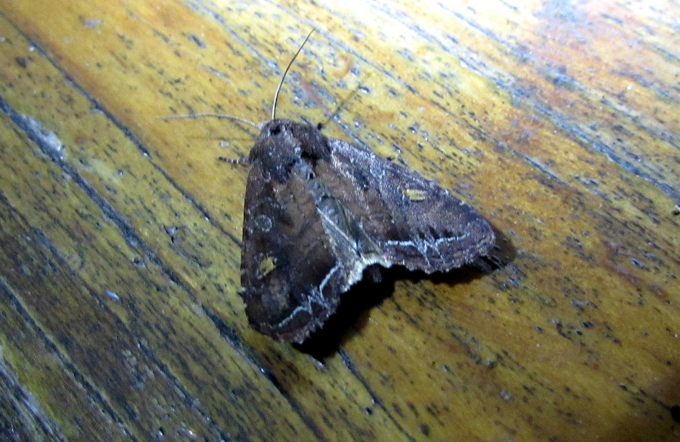 Lacanobia oleracea - saláta-kertibagoly