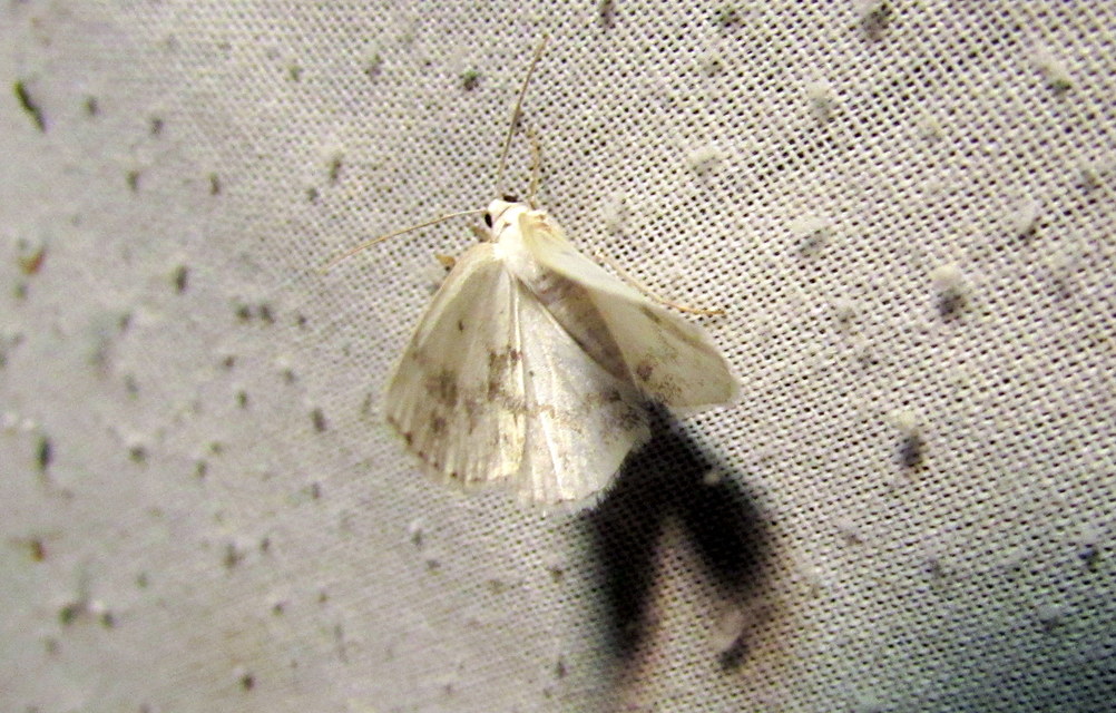 Lomographa temerata - foltos fehéraraszoló
