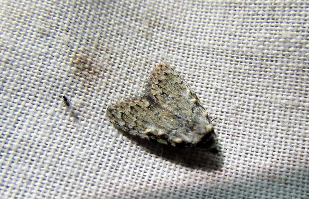 Meganola strigula - hamvas pamacsosszövő