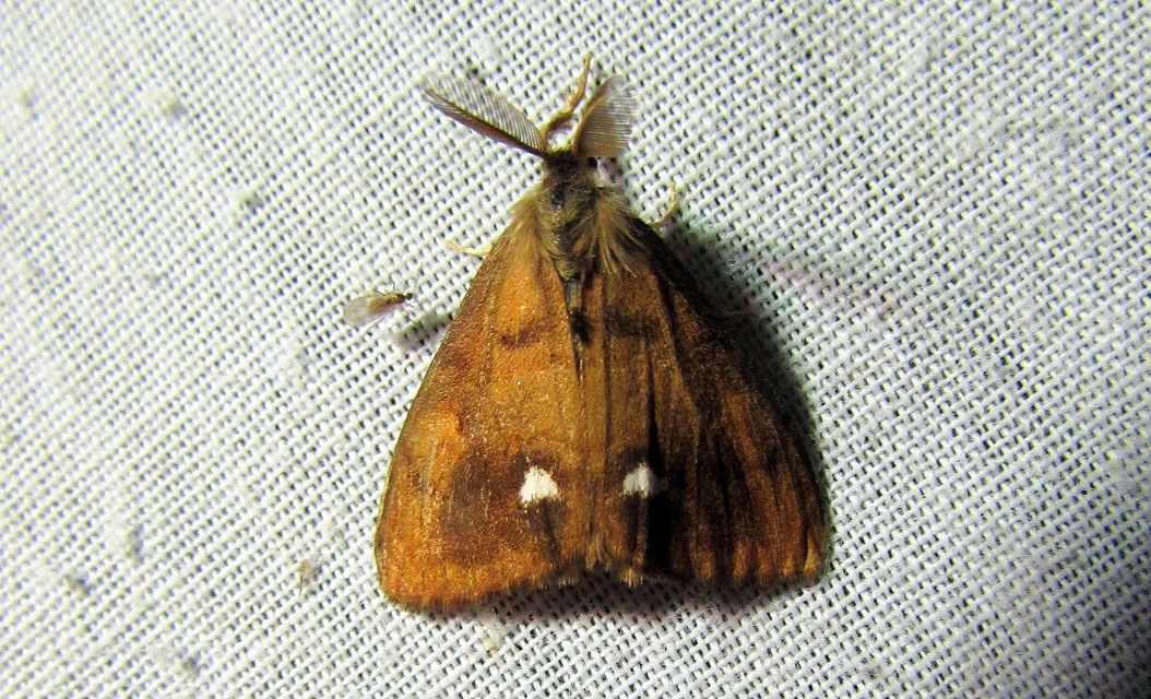 Orgyia antiqua - rozsdabarna kisszövő
