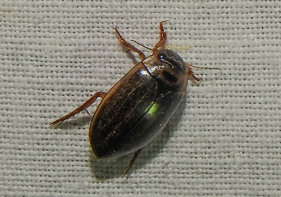 Rhantus frontalis - sárgamellű particsíkbogár