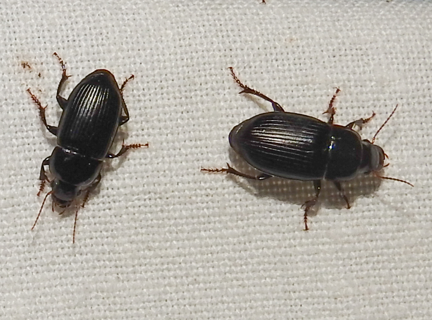 Harpalus froelichii - tömzsi lomhafutó
