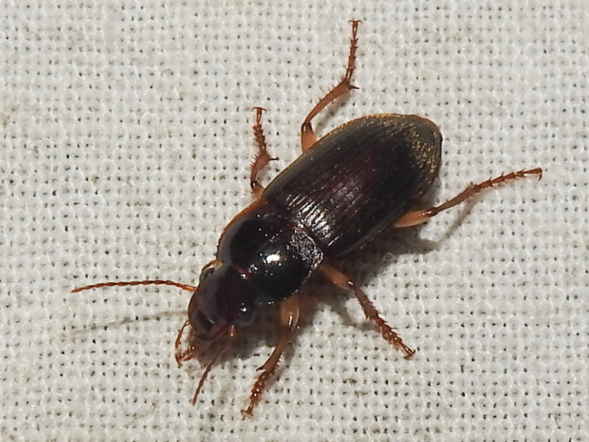 Harpalus griseus - kis selymesfutó