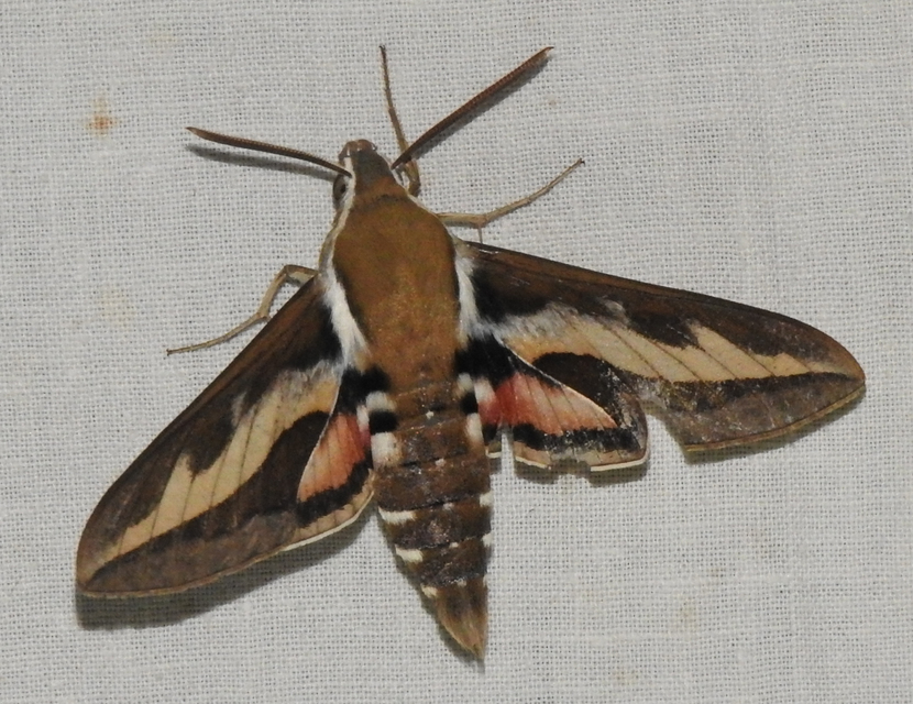 Hyles gallii - galajszender