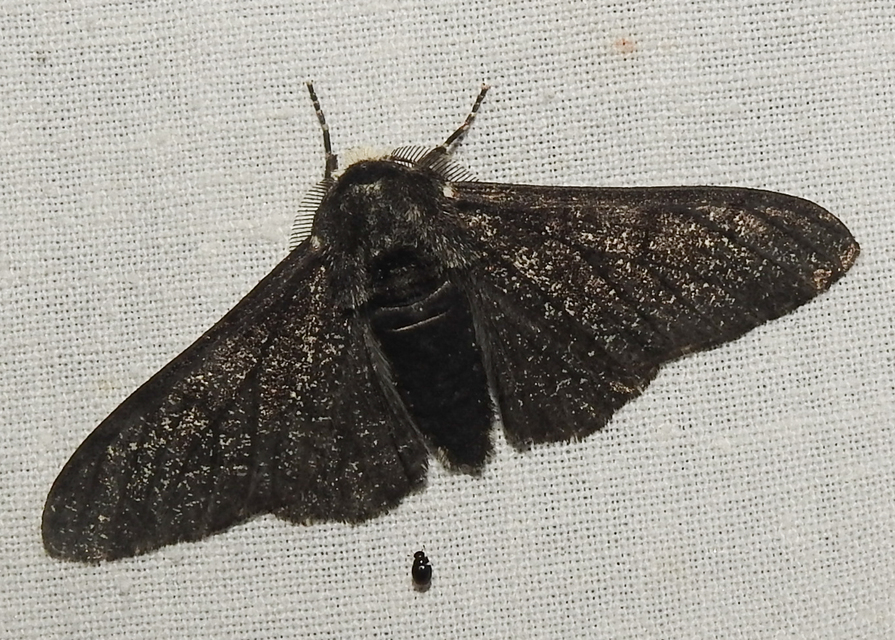 Biston betularia - szürkepettyes araszoló