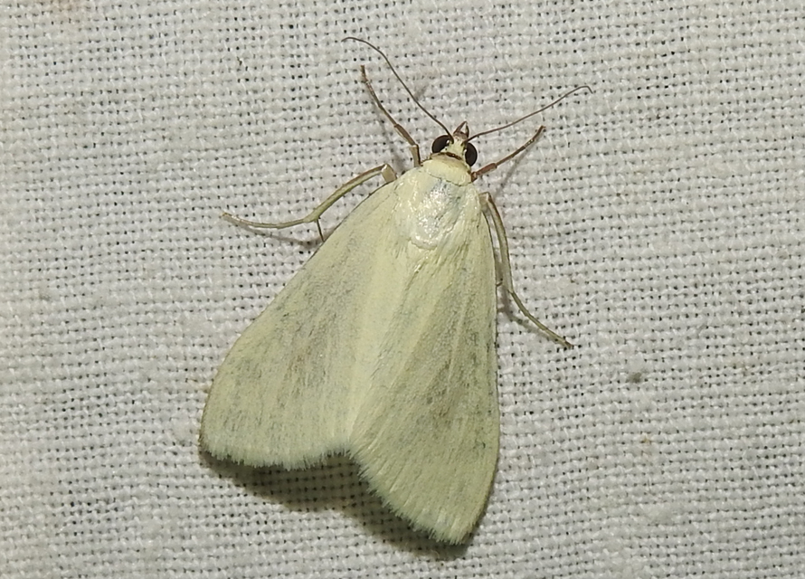 Sitochroa palealis - kénszárnyú dudvamoly