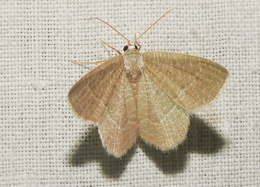 Phaiogramma etruscaria - fehérpettyes zöldaraszoló