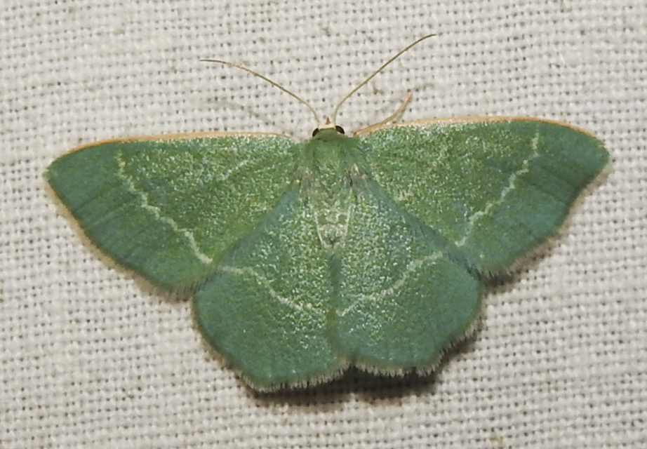 Chlorissa viridata - üdezöld araszoló