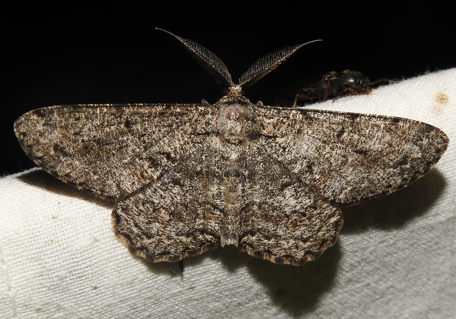 Hypomecis roboraria - nagy tölgyfaaraszoló