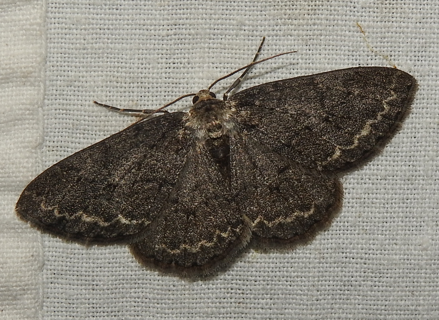 Ectropis crepuscularia - avararaszoló