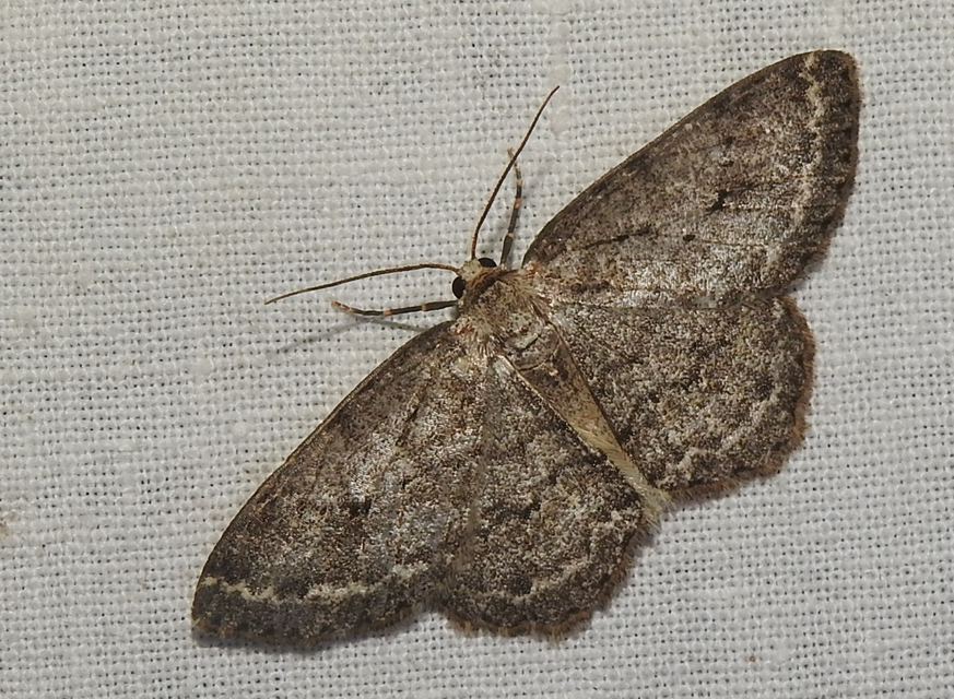 Ectropis crepuscularia - avararaszoló